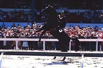 The Black Stallion Photo