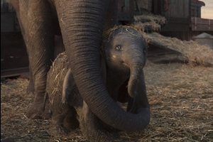 Still 7 for Dumbo