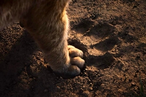 Still 0 for Opening Night Fan Event The Lion King