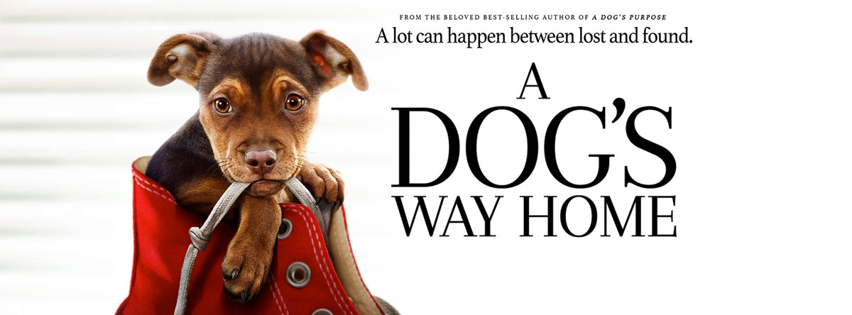 Slider Image for A Dog
