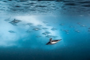 Penguins Still 2