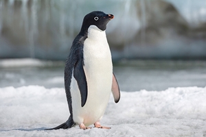 Penguins Still 4