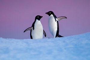Penguins Still 5