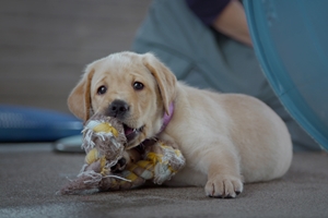 Pick of the Litter Still 1