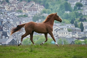 Still 2 for Dream Horse