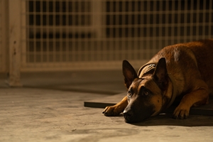 Still #3 forDog