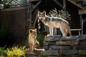 Still 4 for The Wolf and the Lion