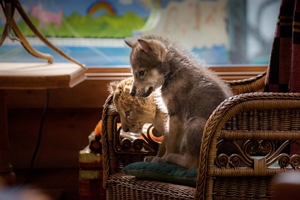 Still 5 for The Wolf and the Lion