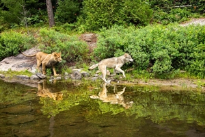 Still 7 for The Wolf and the Lion