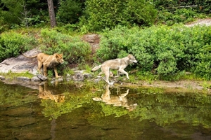 Still 9 for The Wolf and the Lion