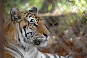 Still 0 for The Tiger Rising