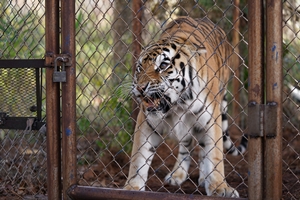 Still 3 for The Tiger Rising