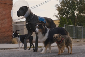 Still 1 for Strays