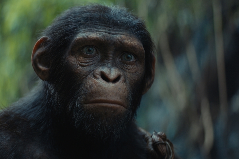 Photo 3 for Kingdom of the Planet of the Apes