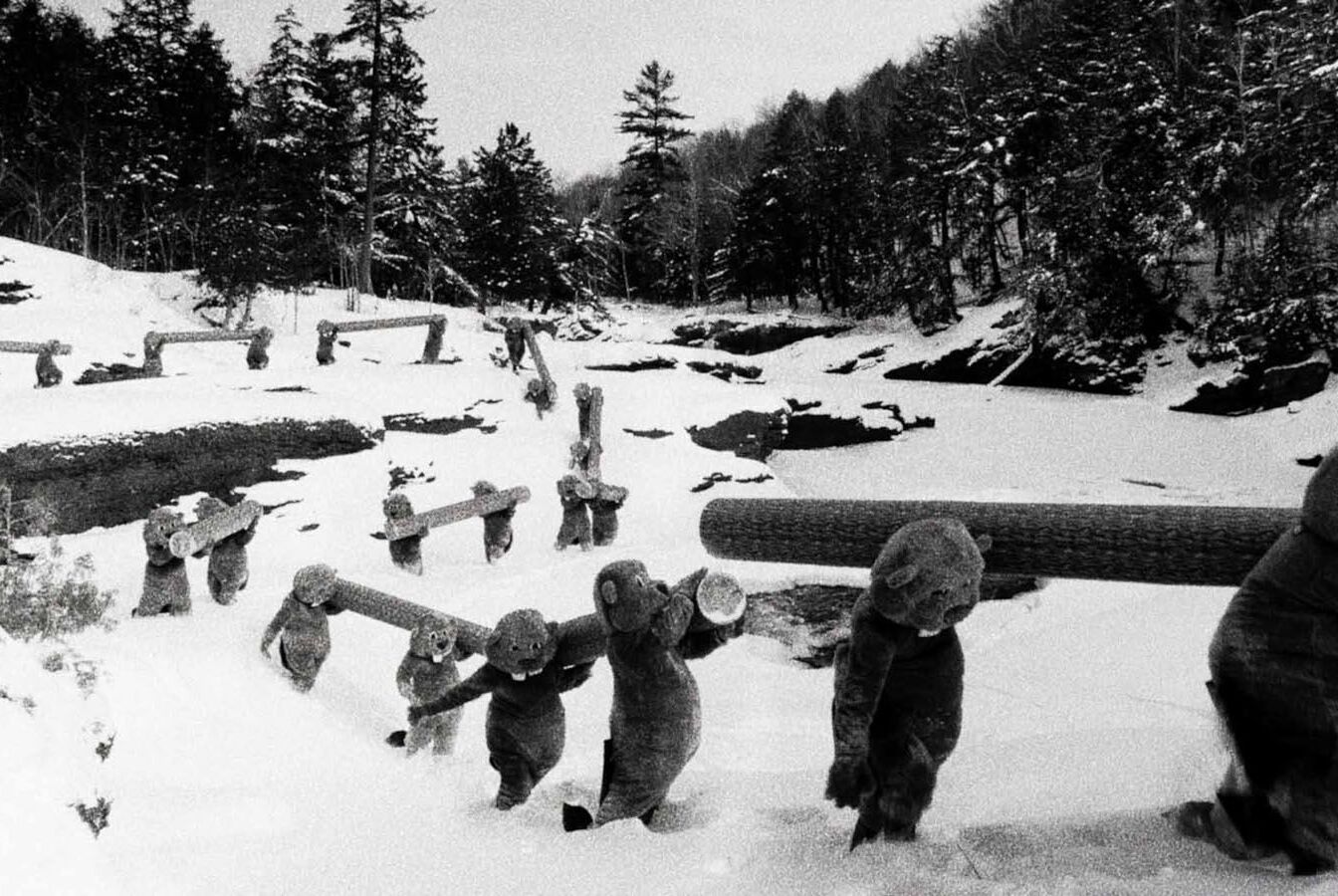 Hundreds of Beavers Photo